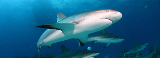 Viva Wyndham: 7 Regular Dives + 1 Caribbean Shark Dive and 7 Nights All Inclusive Accommodation's photo